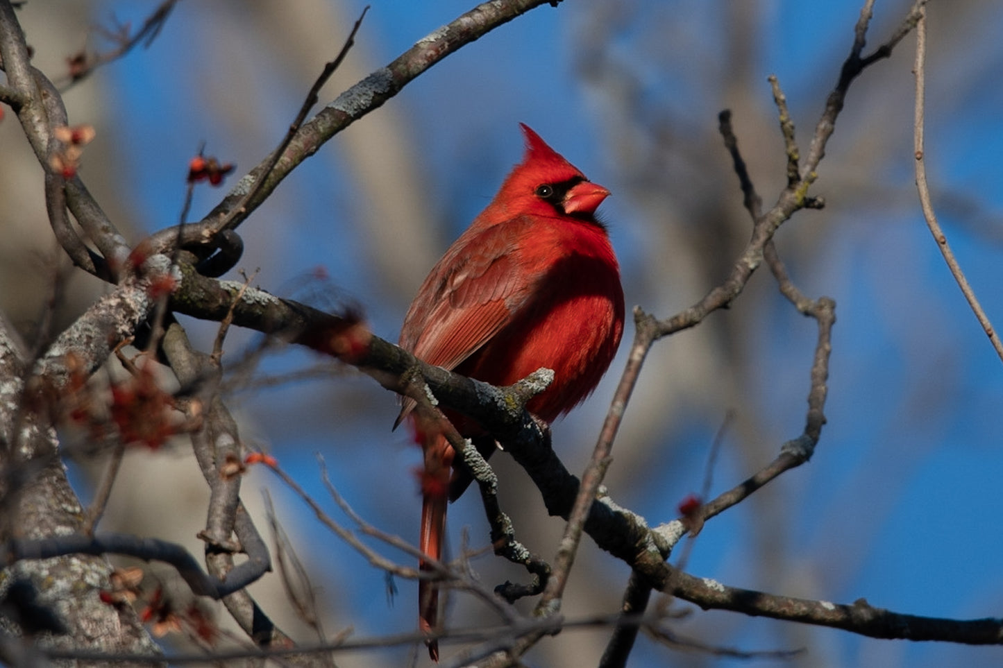 Cardinal In Busy Brush