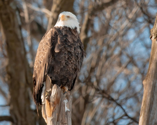 Bald Eagle Looks Out Perched