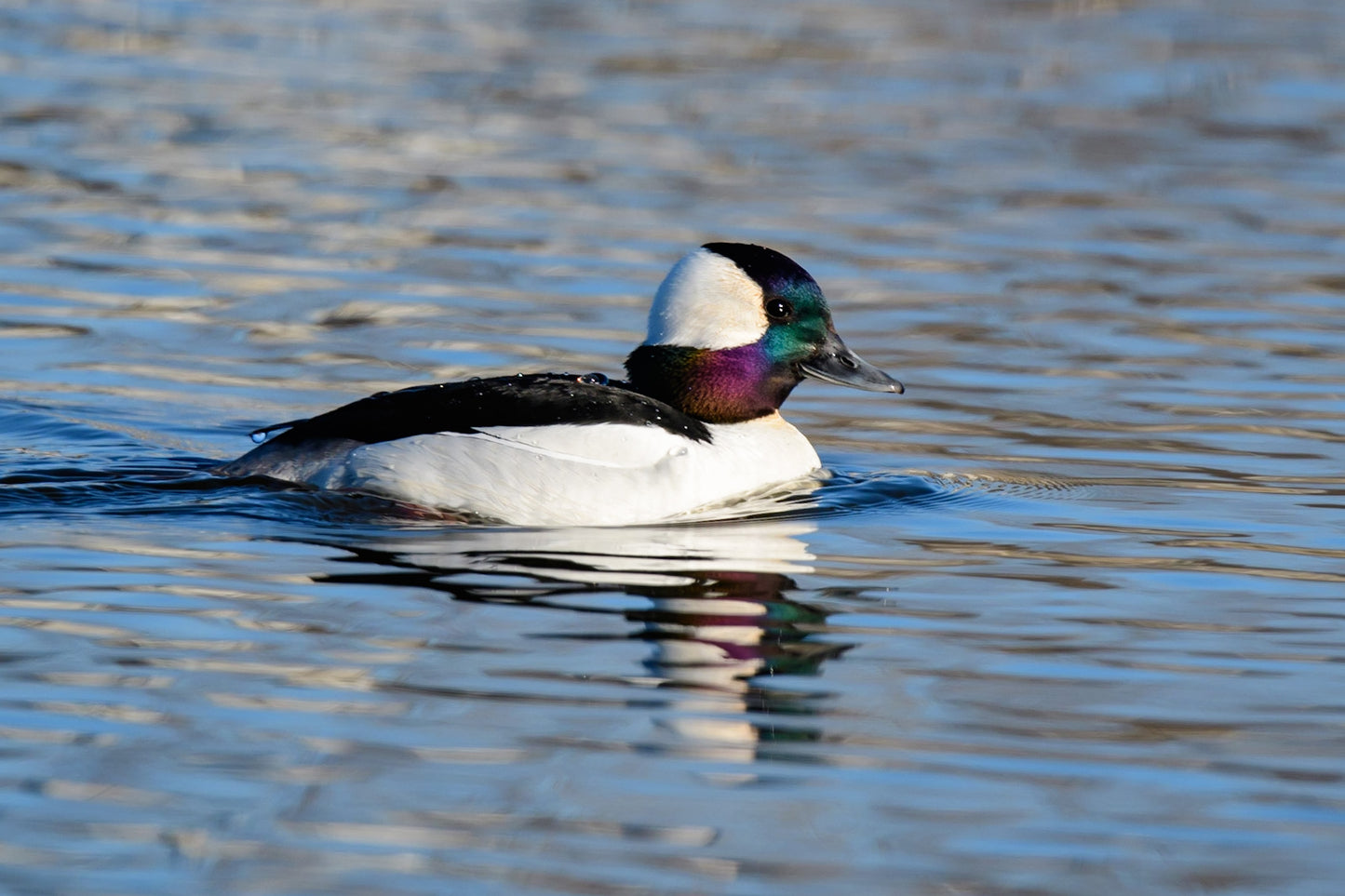 Buffle Head Duck Swim By Select