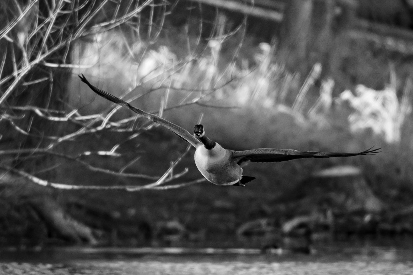 Canada Goose Fly In B&W