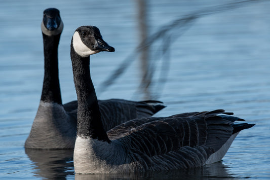 Canada Goose Look