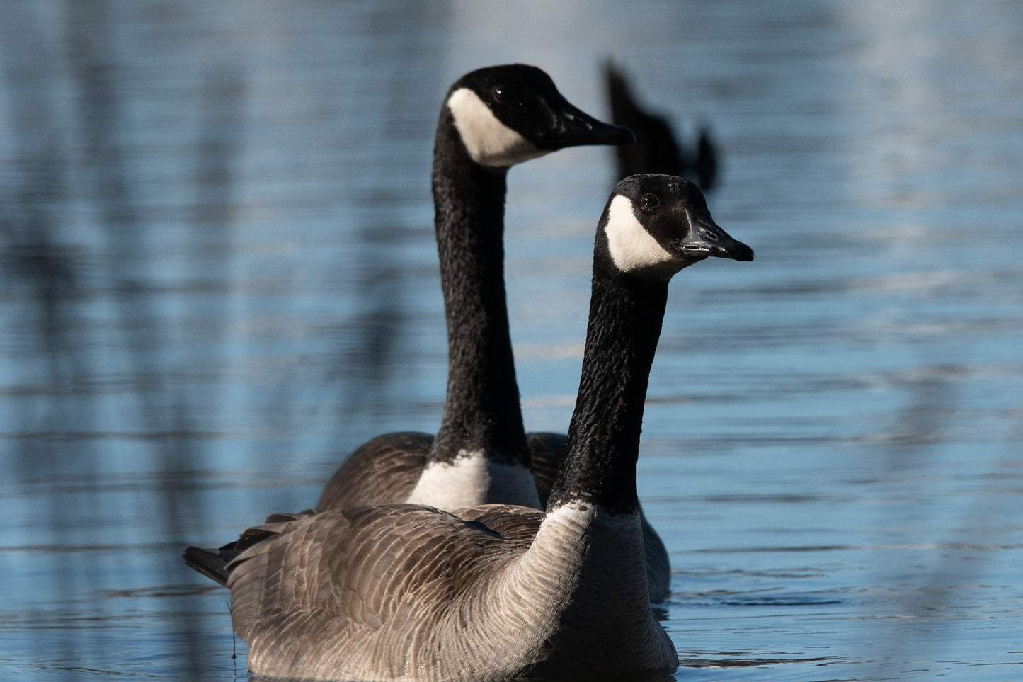 Canada Geese Poking Out