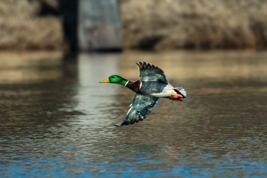 Mallard Male Wing Reflection