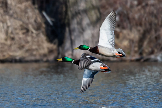 Mallard Males Fly Off