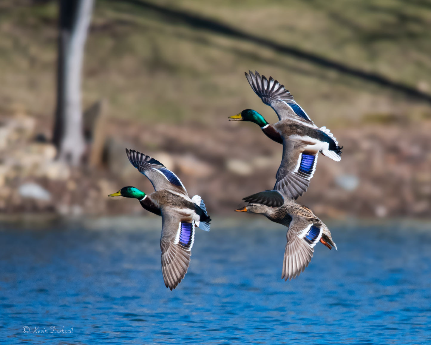 Mallards Fly In Unison Select