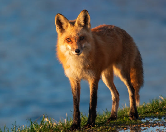 Red Fox Stopped In Tracks