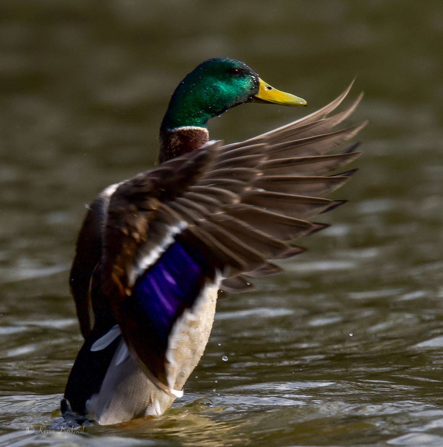 Mallard Duck Struts Wings