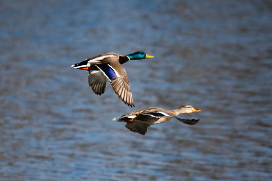 Mallard Pair Fly By