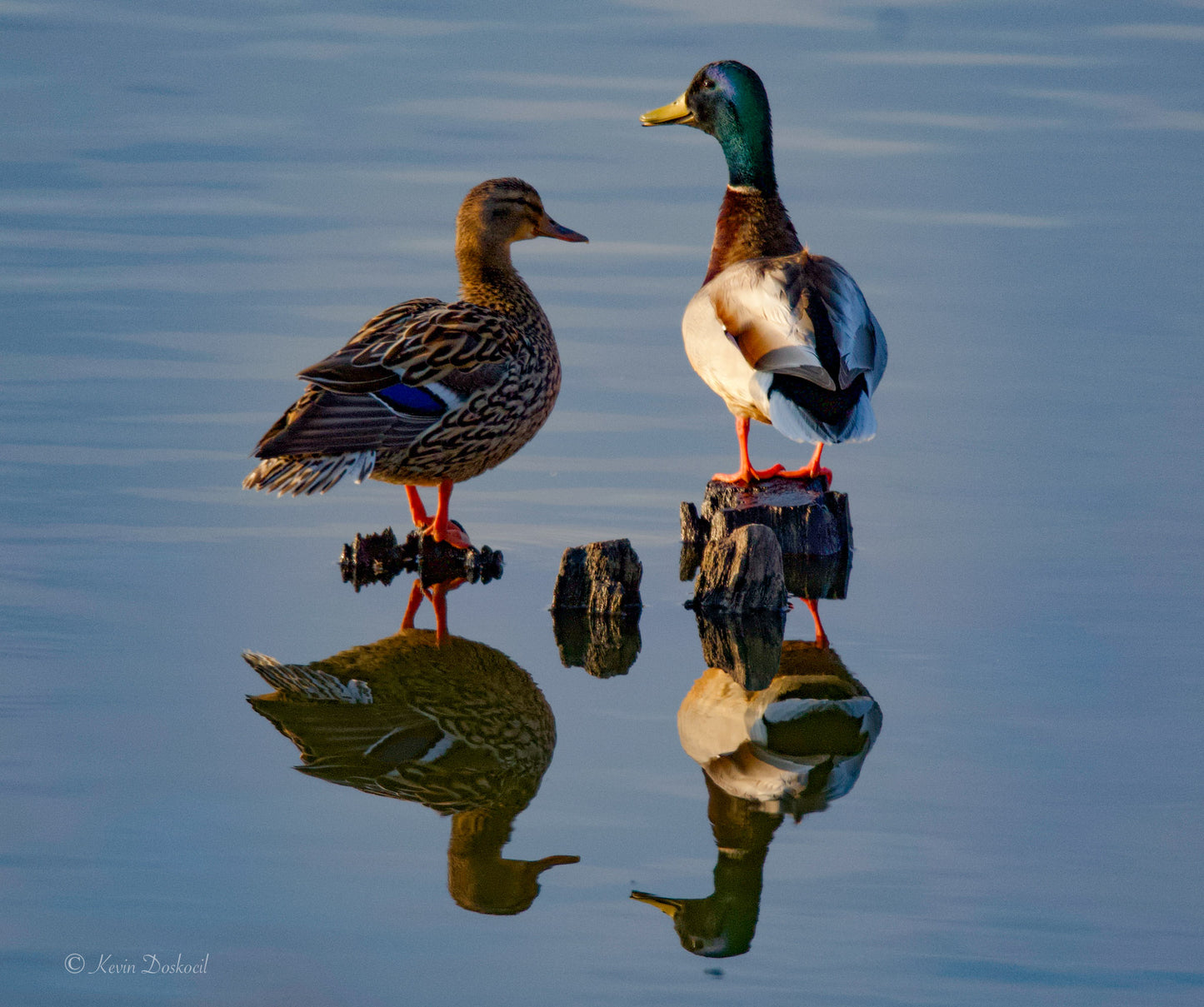 Mallard Pair Stumped