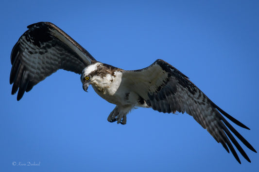 Osprey Spots Prey