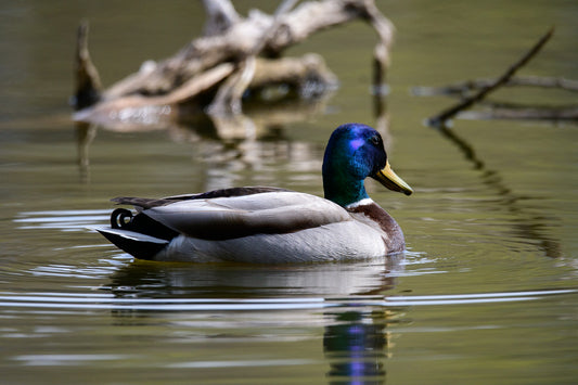 Mallard Duck On Pond