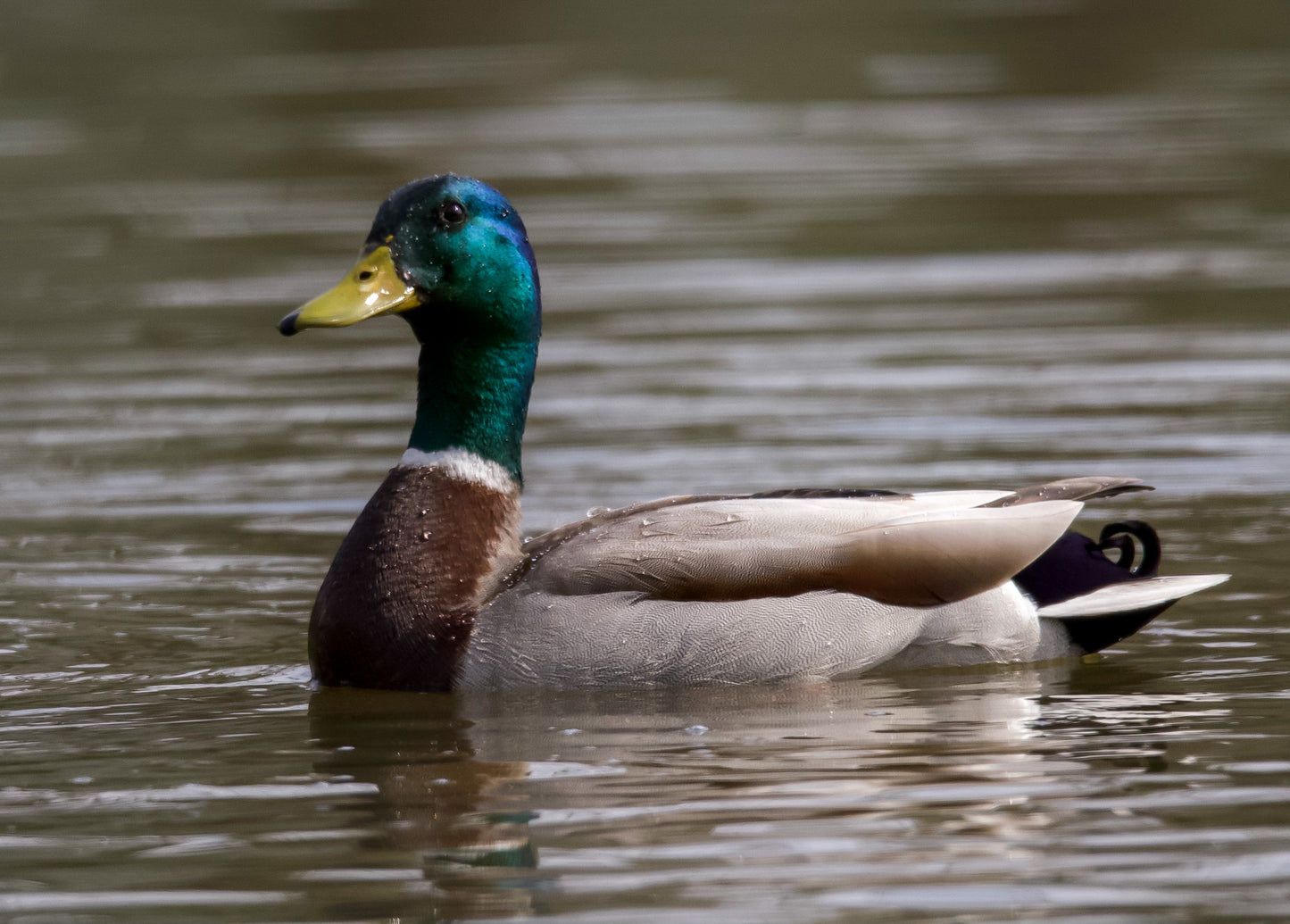 Mallard Duck On Water