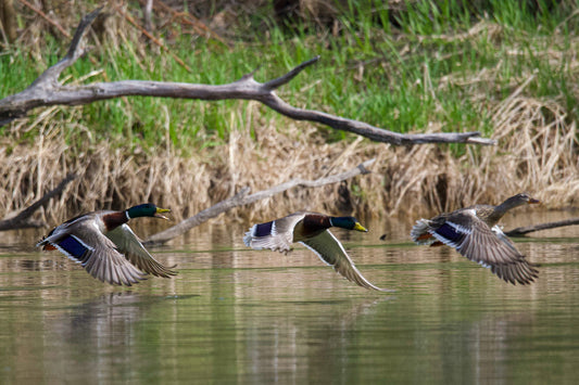 Mallard Ducks Taking Flight