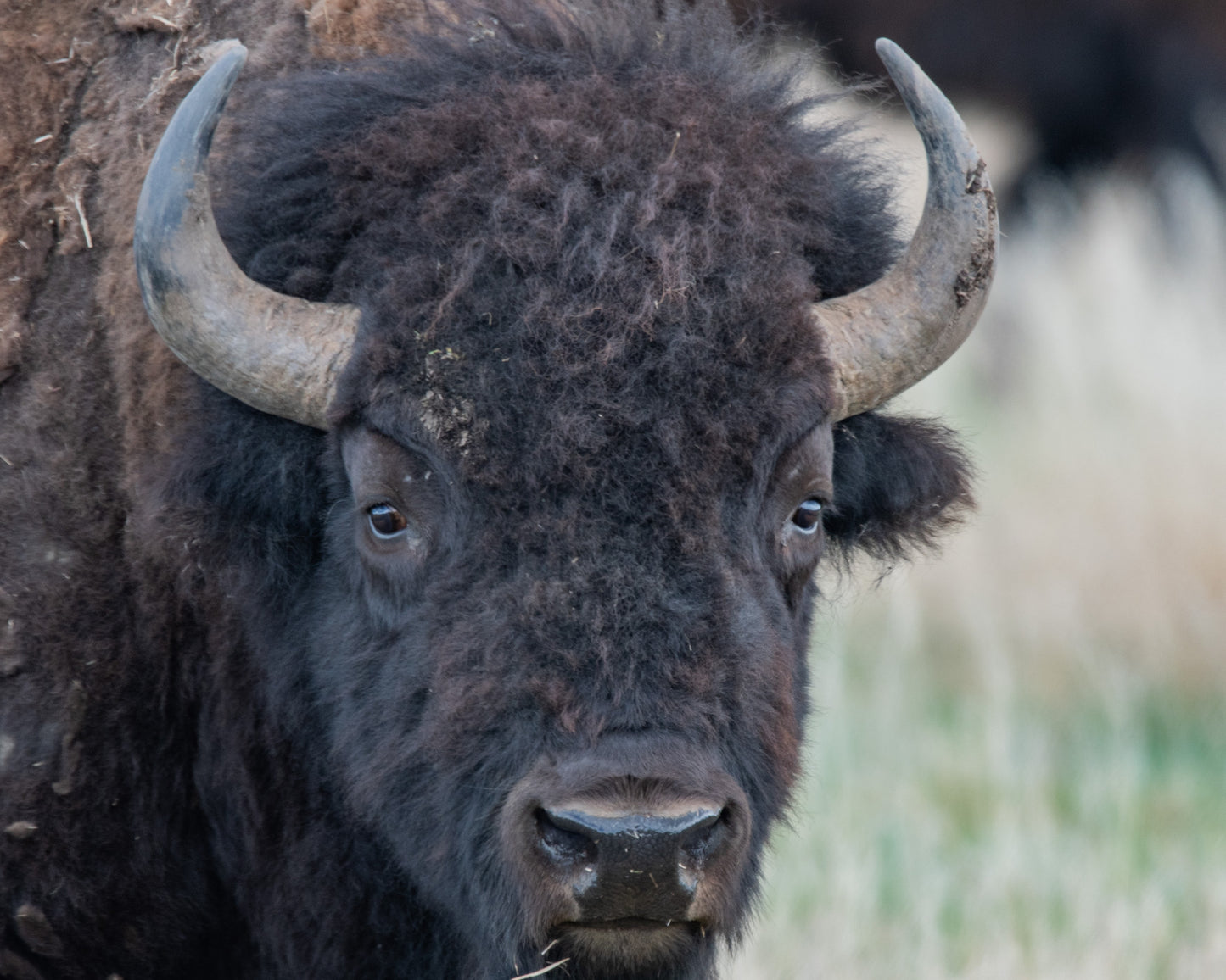 Bison Head