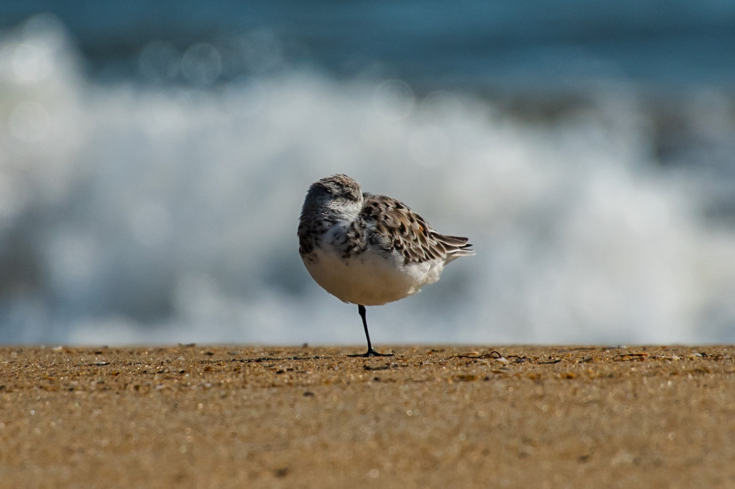 Sandpiper Taking Rest