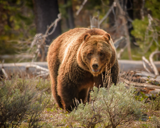 Grizzly Bear 399 On Move