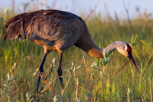 Sandhill Crane Tight