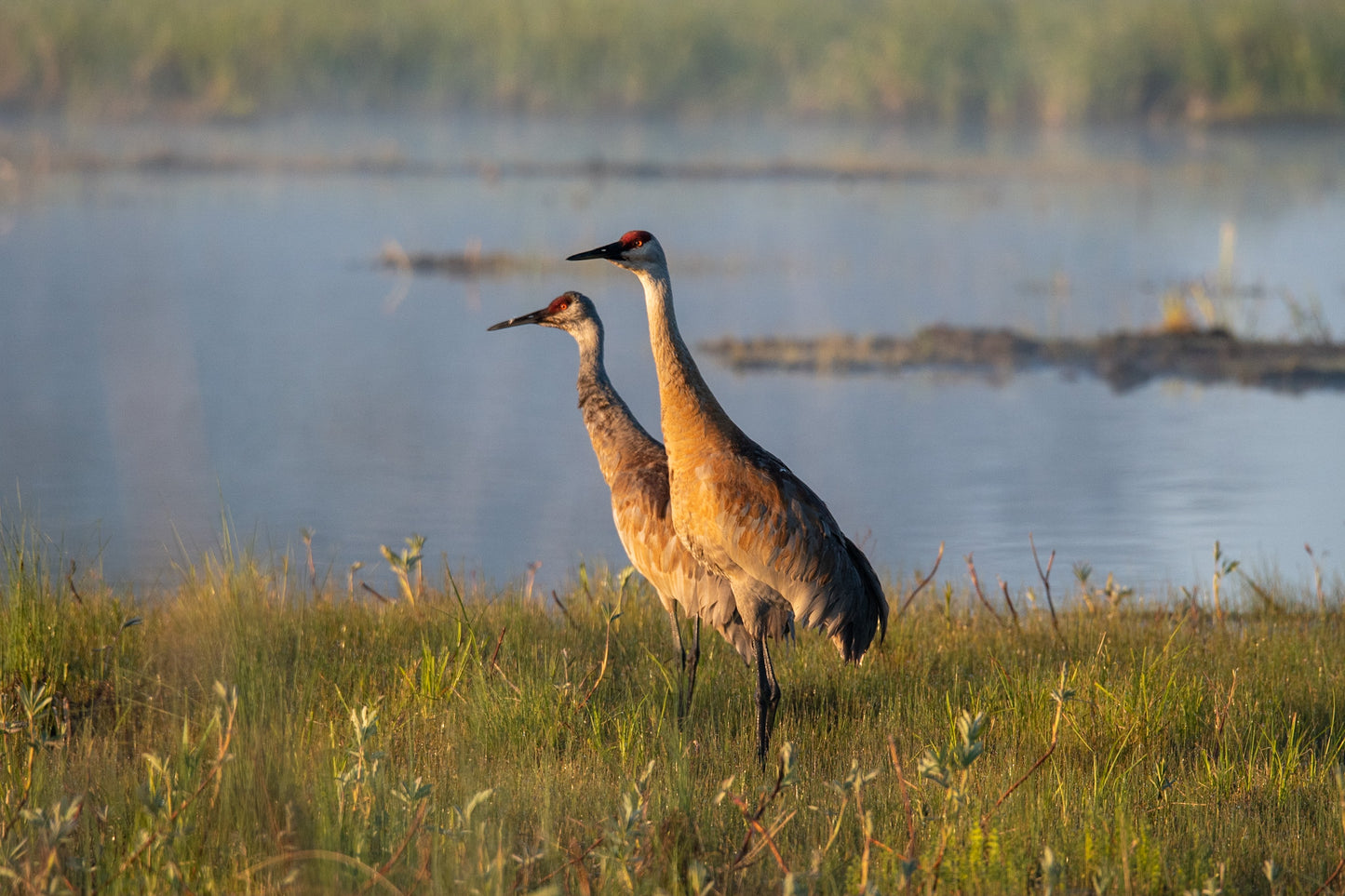 Sandhill Cranes Golden Hour