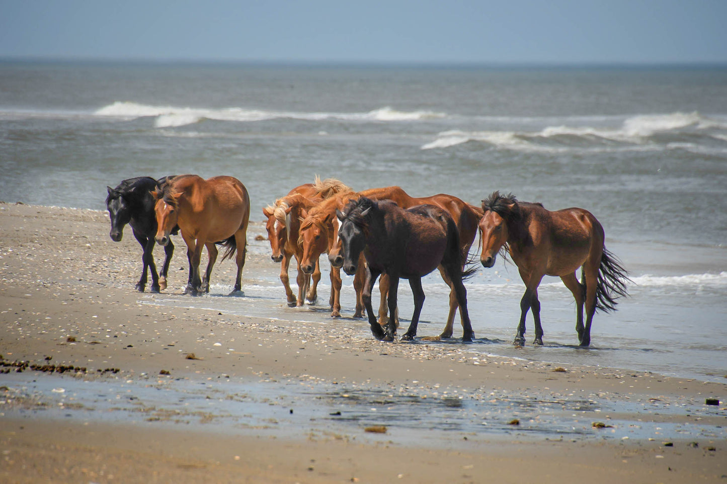 Mustangs Beach Ocean Select