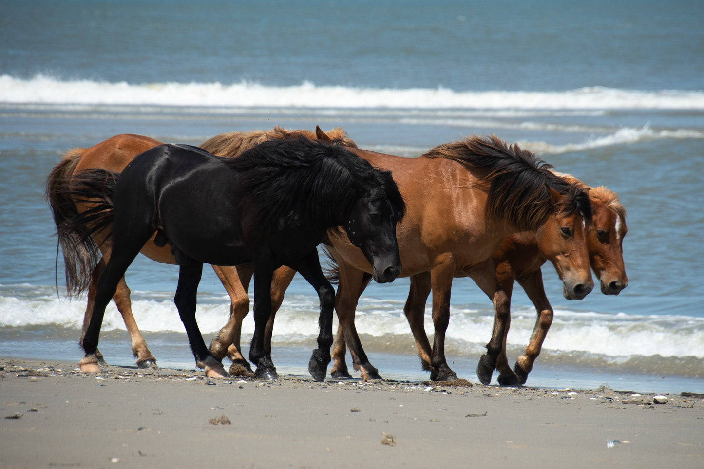 Mustangs Walk Along Ocean