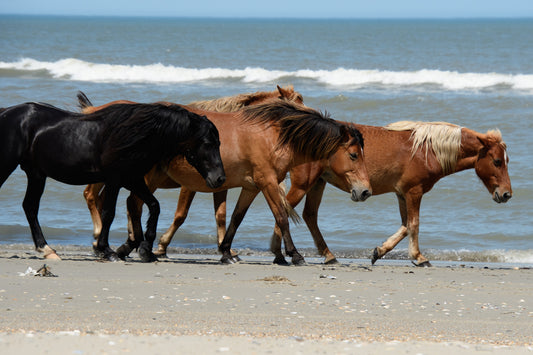 Mustangs On Ocean North Carolina Select