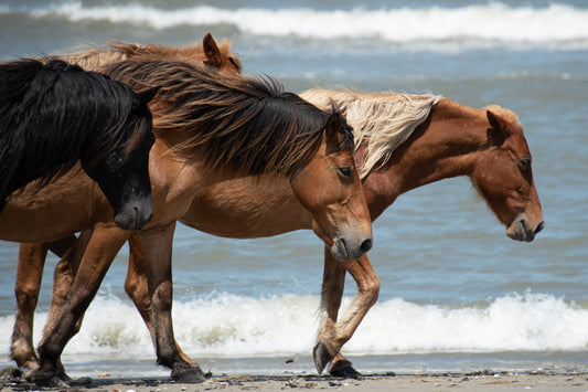 Mustangs Windy Manes OBX Select