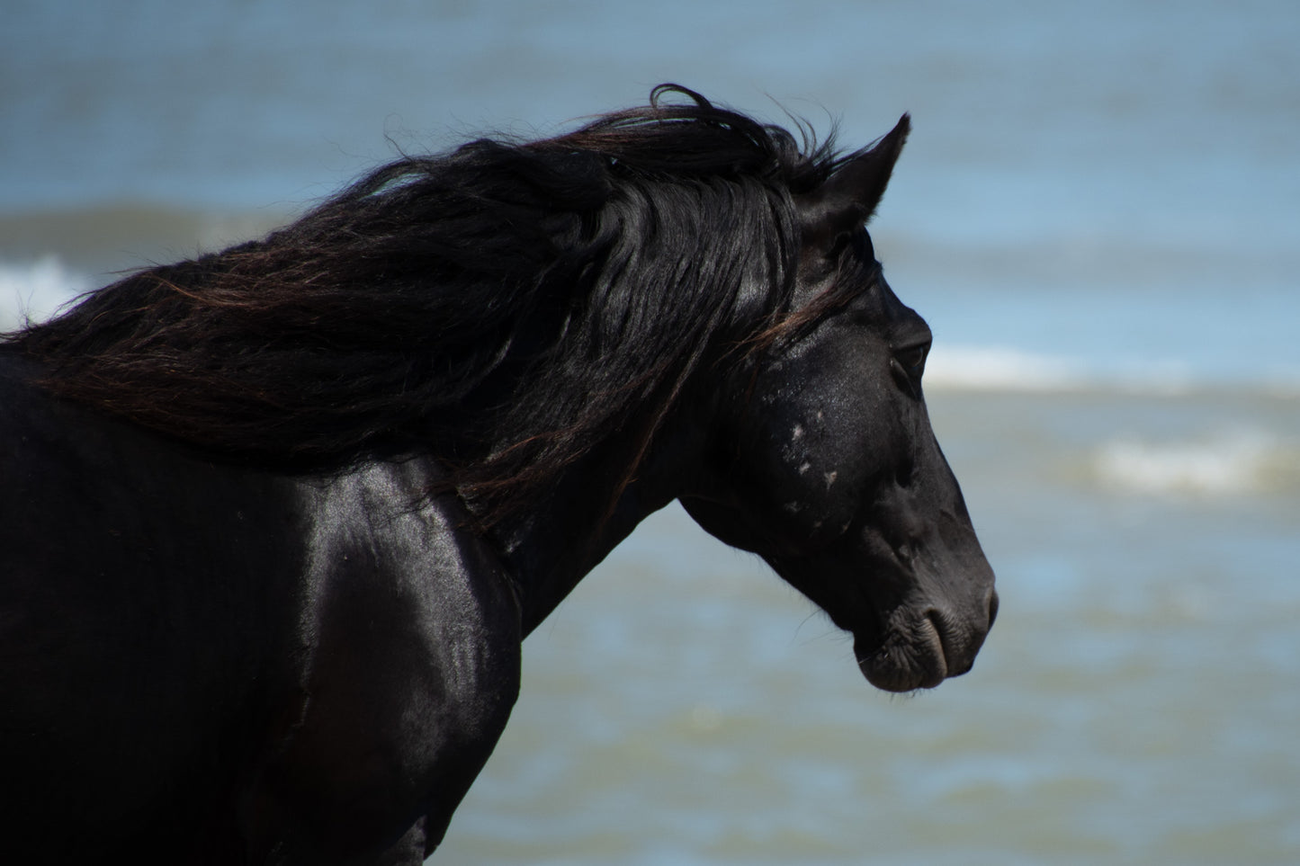 Mustang Black Stallion