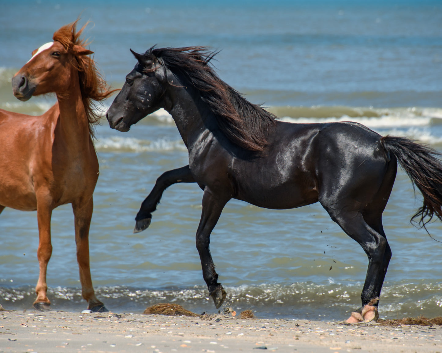 Mustang Prance Black Stallion On Ocean Select