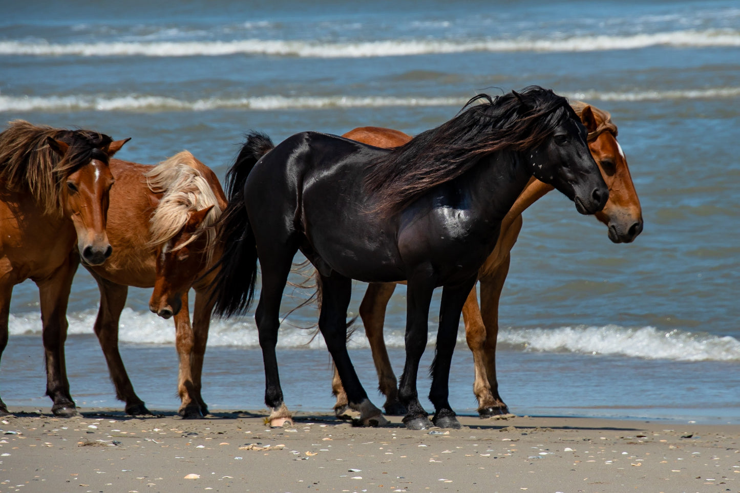 Mustang Black Stallion OBX