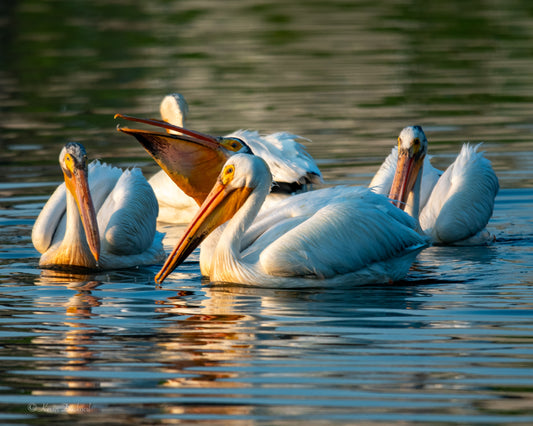 Pelicans Fishing