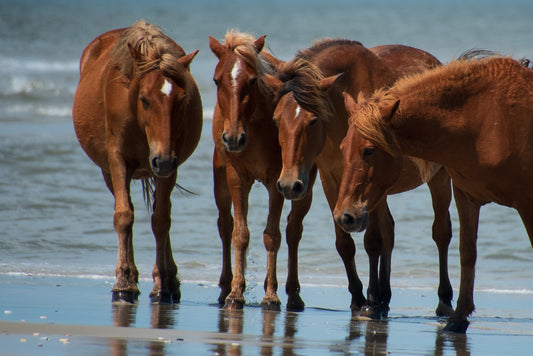 Mustangs OBX