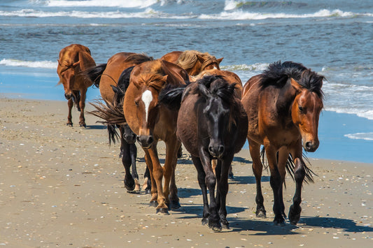 Mustangs Beach Walk