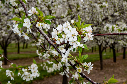 Cherry Blossoms