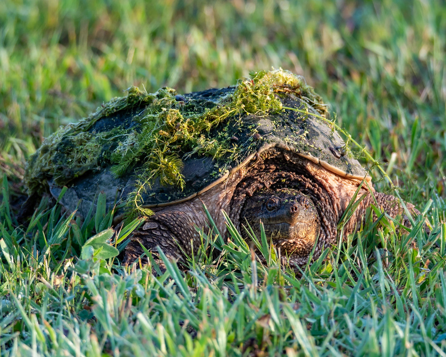 Snapping Turtle Nesting