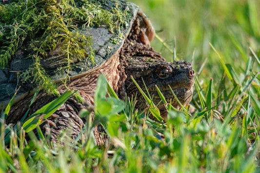 Snapping Turtle Close on Nest