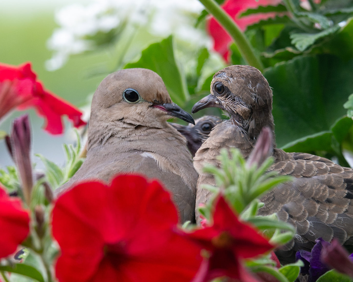 Doves Nest in Red Flowers