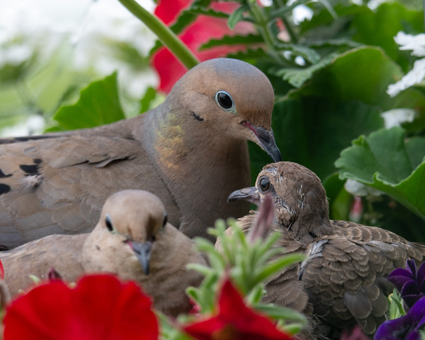 Doves  In Nest