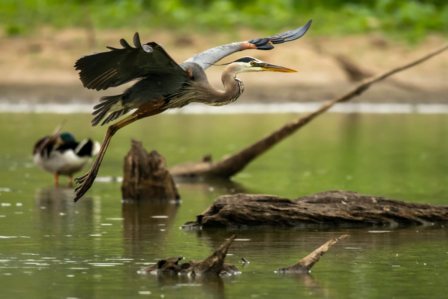 Blue Heron Landing