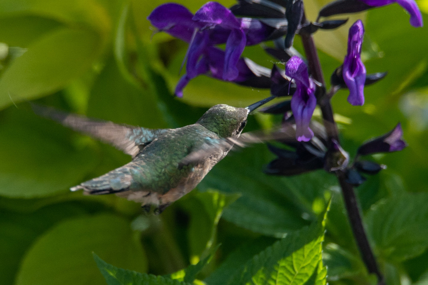 Hummingbird on Green and Purple