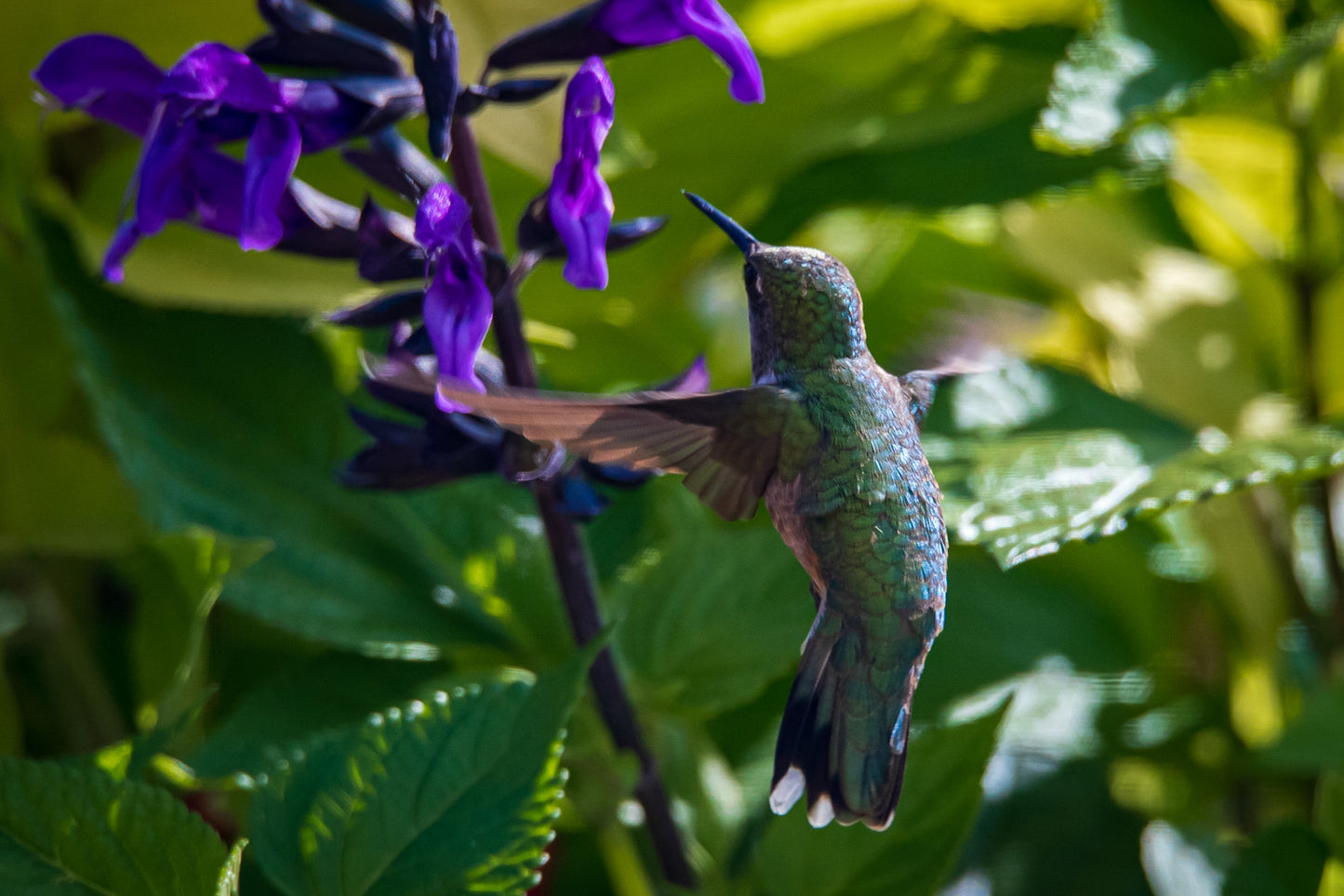 Hummingbird Hover Select