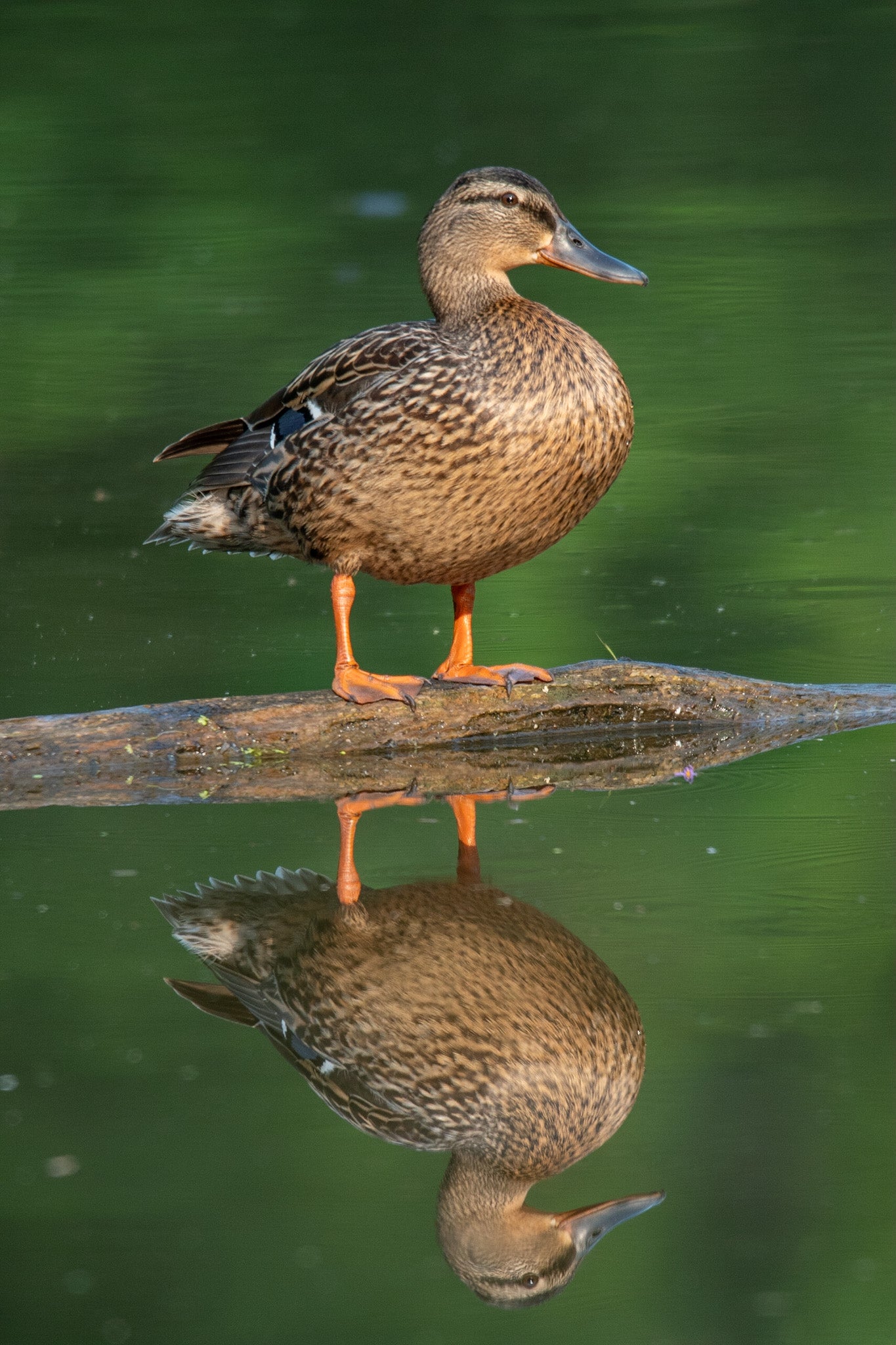 Drake Mallard Reflecting