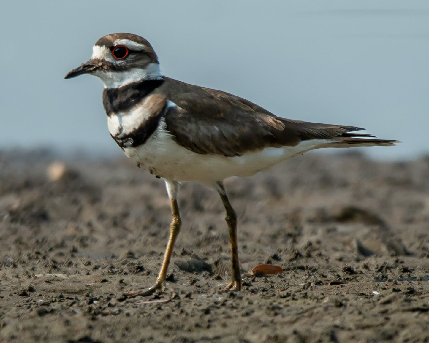 Killdeer on Dry Pond Shore