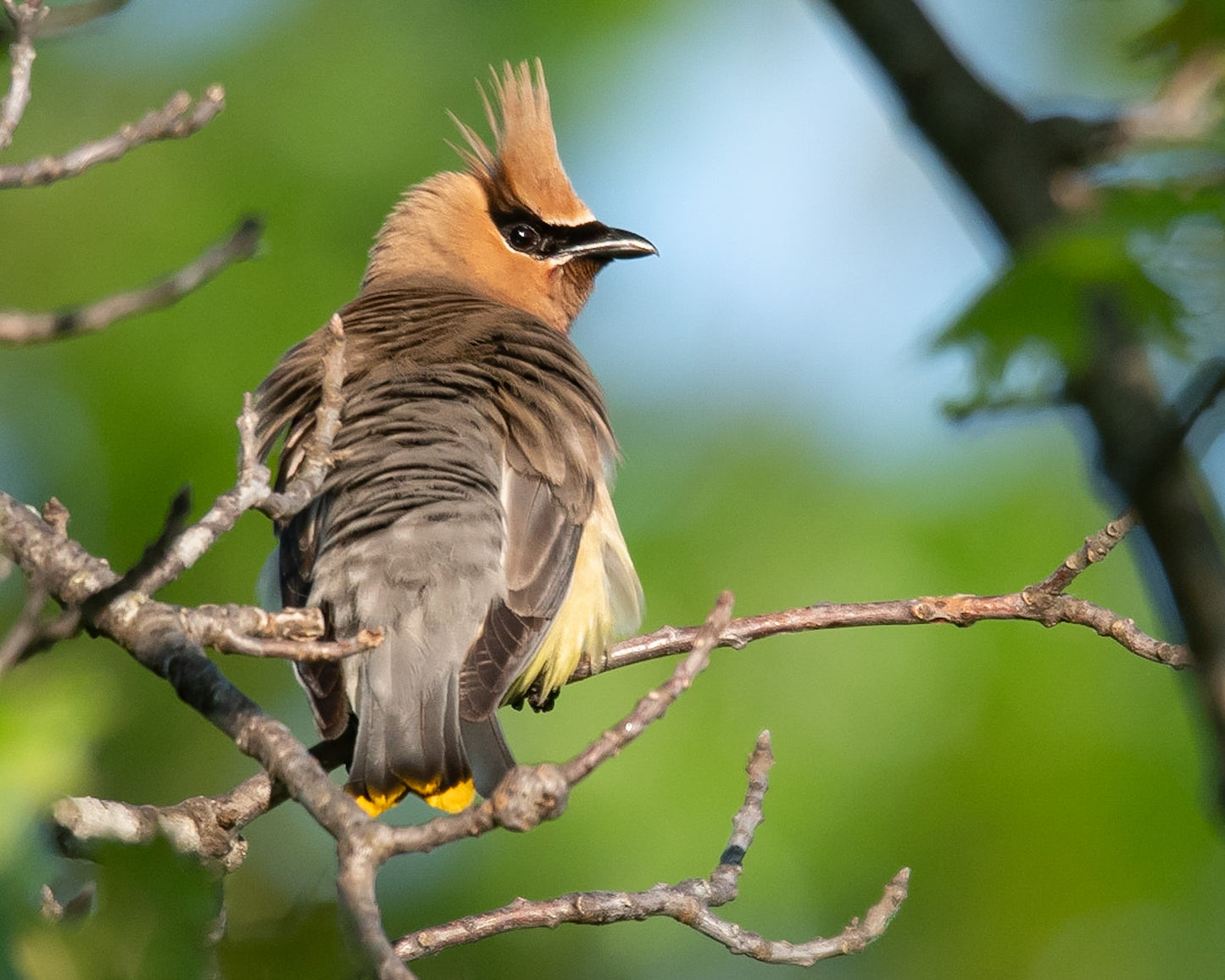 Cedar WaxWing Looking Right