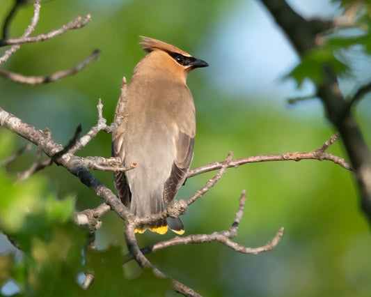 Cedar Waxwing Bird