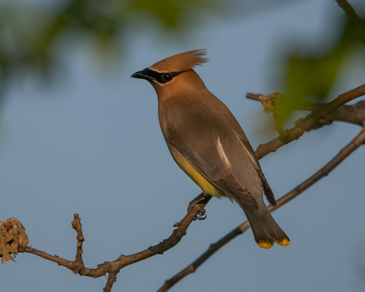 Cedar Waxwing On Branch