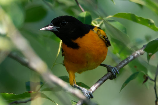 Baltimore Oriole