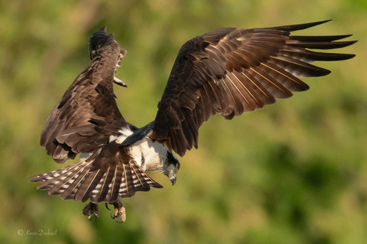 Osprey Hovering On Green