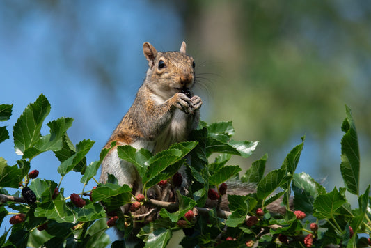 Squirrel Loves Mullberry