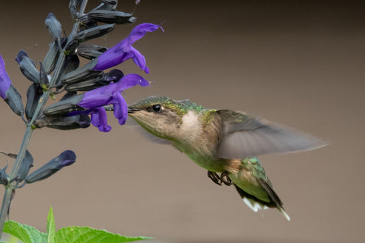 Hummingbird  Feeds on  Purple Flower