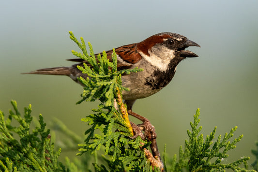 Common House Sparrow